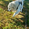 dog, white_dog, fluffy, golden_retriever, outdoor, grass, park, tree, leash, harness, walking, standing, lying_down, animal, pet, fur, tail, sunlight, nature, canine
