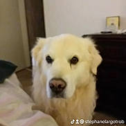 Largot a rejoint le concours — aidez-le/la à gagner de superbes lots ! animal, bed, canine, closeup, companion, cozy, curious, dog, domestic, dresser, floor, fluffy, furniture, house, indoor, looking, pet, portrait, room, white_dog