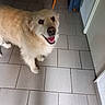 Largot Golden participe au concours pour gagner de l'argent avec cette photo : dog, golden_retriever, indoor, tile_floor, happy, smiling, pet, canine, flooring, chair, blue_cloth, door, animal, fur, looking_up, companion, domestic, mammal, friendly, cute