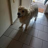 Largot Golden participe au concours pour gagner de l'argent avec cette photo : dog, golden_retriever, indoor, doorway, tiled_floor, shadow, happy, pet, animal, canine, smiling, light, open_door, garden, grass, pathway, floor, wall, home