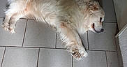Largot Golden participe au concours pour gagner de l'argent avec cette photo : dog, white_dog, lying_down, floor, tile_floor, indoor, pet, canine, fur, relaxed, resting, corner, brick, shadow, paw, nose, ear, animal, quiet, calm