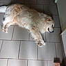 dog, white_dog, lying_down, floor, tile_floor, indoor, pet, canine, fur, relaxed, resting, corner, brick, shadow, paw, nose, ear, animal, quiet, calm