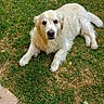 dog, golden_retriever, grass, outdoor, pet, animal, canine, fur, laying_down, looking_up, nature, sunlight, mammal, cute, friendly, domestic_animal, summer, relaxing, companion, park