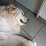 dog, white_dog, sleeping, lying_down, indoor, tile_floor, fur, paw, door, resting, pet, canine, relaxed, closeup, animal, quiet, domestic, cozy, floor, peaceful
