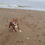 Reggie joined the competition — help win amazing prizes! dog, beach, sand, ocean, waves, running, happy, outdoor, pet, canine, water, cloudy_sky, playful, smiling, animal, nature, shore, coast, daytime, fun
