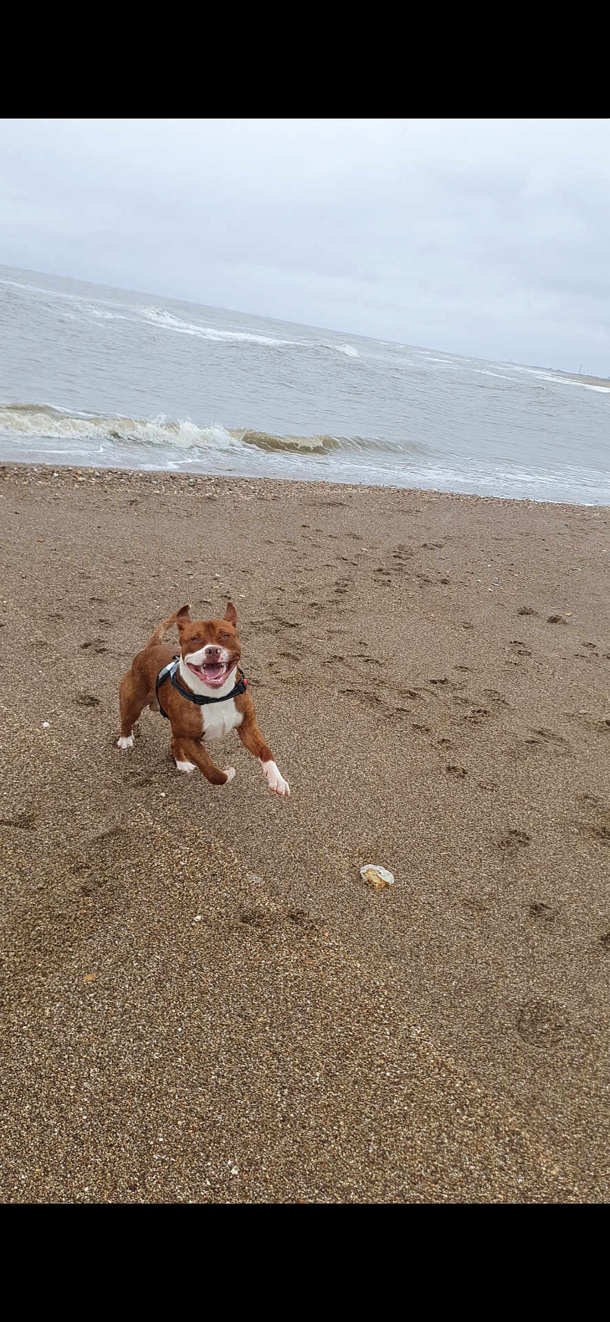 Reggie