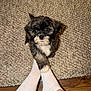 Coco Chanel is registered to the contest to win money with this photo: puppy, dog, pet, animal, cute, small_dog, white_paws, black_and_white, fur, carpet, rug, flooring, feet, socks, tattoo, indoor, close_up, looking_up, adorable, companion