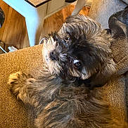 Coco Chanel joined the competition — help win amazing prizes! dog, fluffy, couch, indoor, wooden_table, cup, coaster, brown, fur, pet, relaxed, looking_back, cozy, home, furniture, curious, companion, domestic, animal, living_room