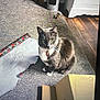 cardboard_box, carpet, cat, collar, curious, domestic_animal, feline, floor, gray_cat, green_eyes, household, indoor, metal_container, pet, sitting, tag, toy, white_paws, wooden_floor, wrapping_paper