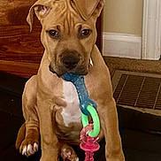 Finnegan joined the competition — help win amazing prizes! puppy, dog, indoor, toy, chew_toy, brown_dog, carpet, wooden_furniture, vent, pet, cute, sitting, animal, young_dog, playful, front_paws, ears, nose, floor, house
