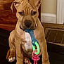 puppy, dog, indoor, toy, chew_toy, brown_dog, carpet, wooden_furniture, vent, pet, cute, sitting, animal, young_dog, playful, front_paws, ears, nose, floor, house