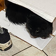 Buddy joined the competition — help win amazing prizes! cat, black_cat, cardboard_box, shoe, sneaker, floor_tile, indoor, pet, feline, hidden, cozy, curious, animal, fur, whiskers, floor, home, domestic, resting, peek