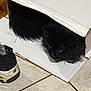 cat, black_cat, cardboard_box, shoe, sneaker, floor_tile, indoor, pet, feline, hidden, cozy, curious, animal, fur, whiskers, floor, home, domestic, resting, peek