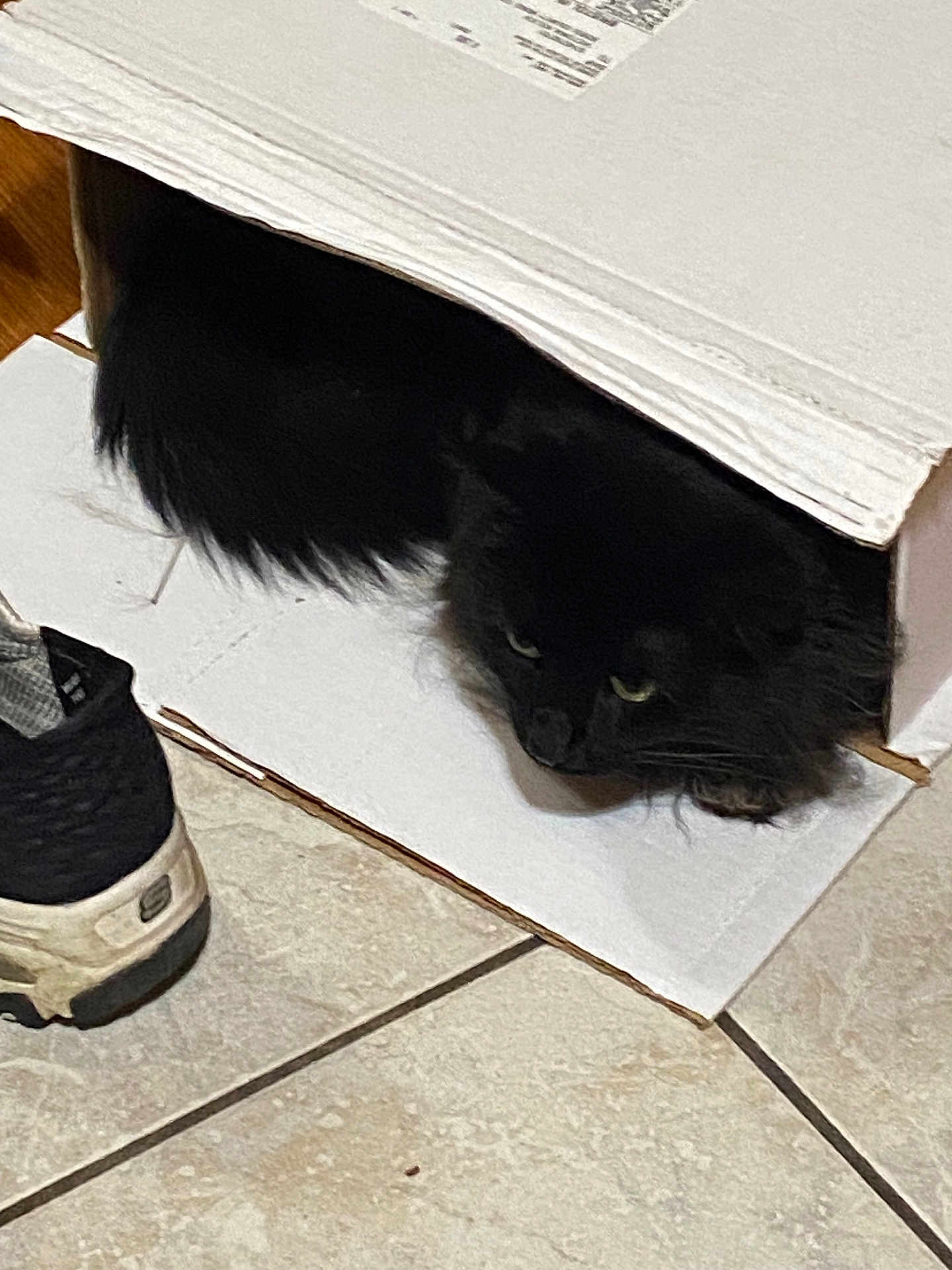 Buddy joined the competition — help win amazing prizes! cat, black_cat, cardboard_box, shoe, sneaker, floor_tile, indoor, pet, feline, hidden, cozy, curious, animal, fur, whiskers, floor, home, domestic, resting, peek
