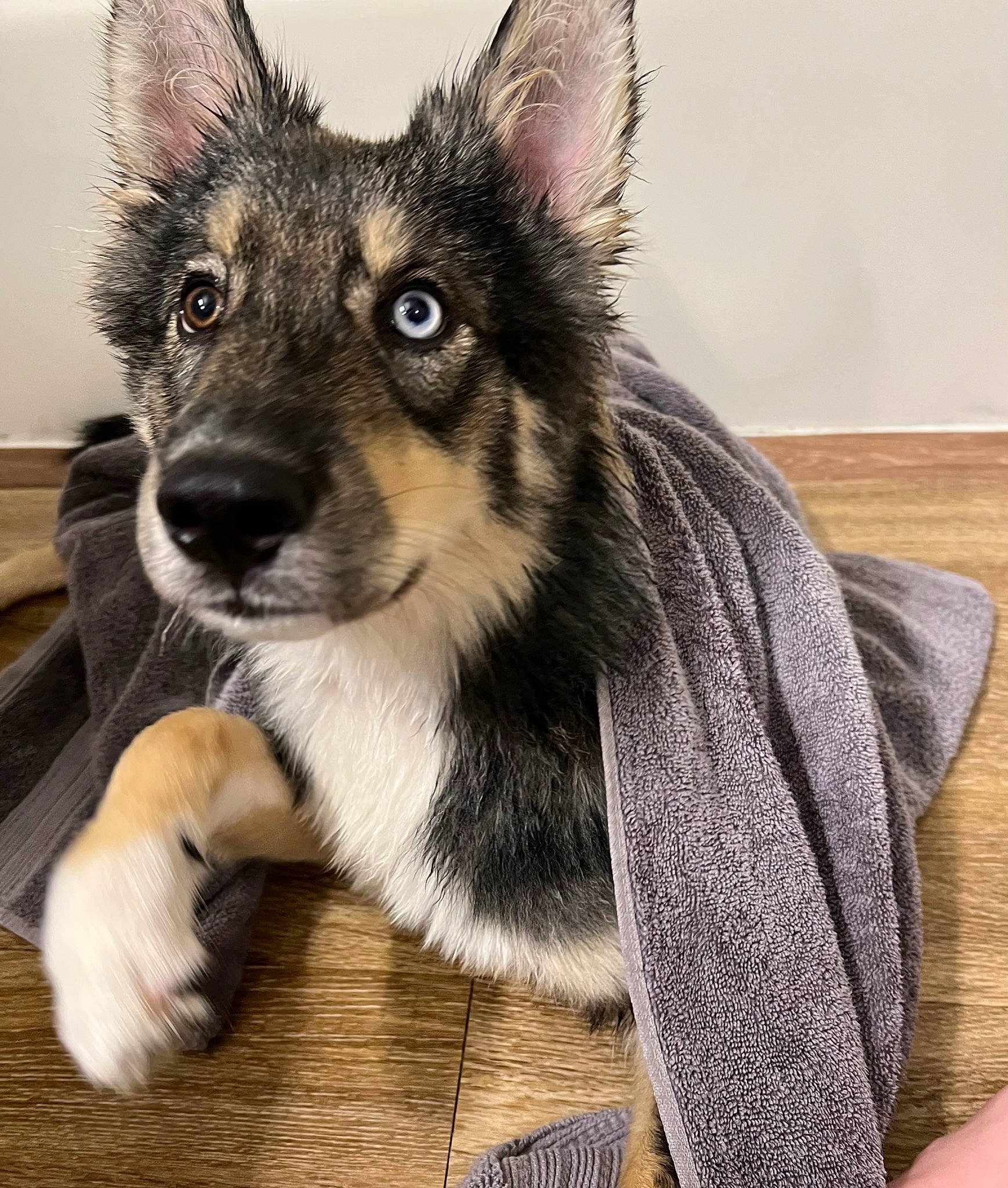Bluey joined the competition — help win amazing prizes! canidae, carnivore, companion_dog, dog, dog_breed, fur, grey, hardwood, herding_dog, paw, snout, terrestrial_animal, whiskers, wood, working_dog
