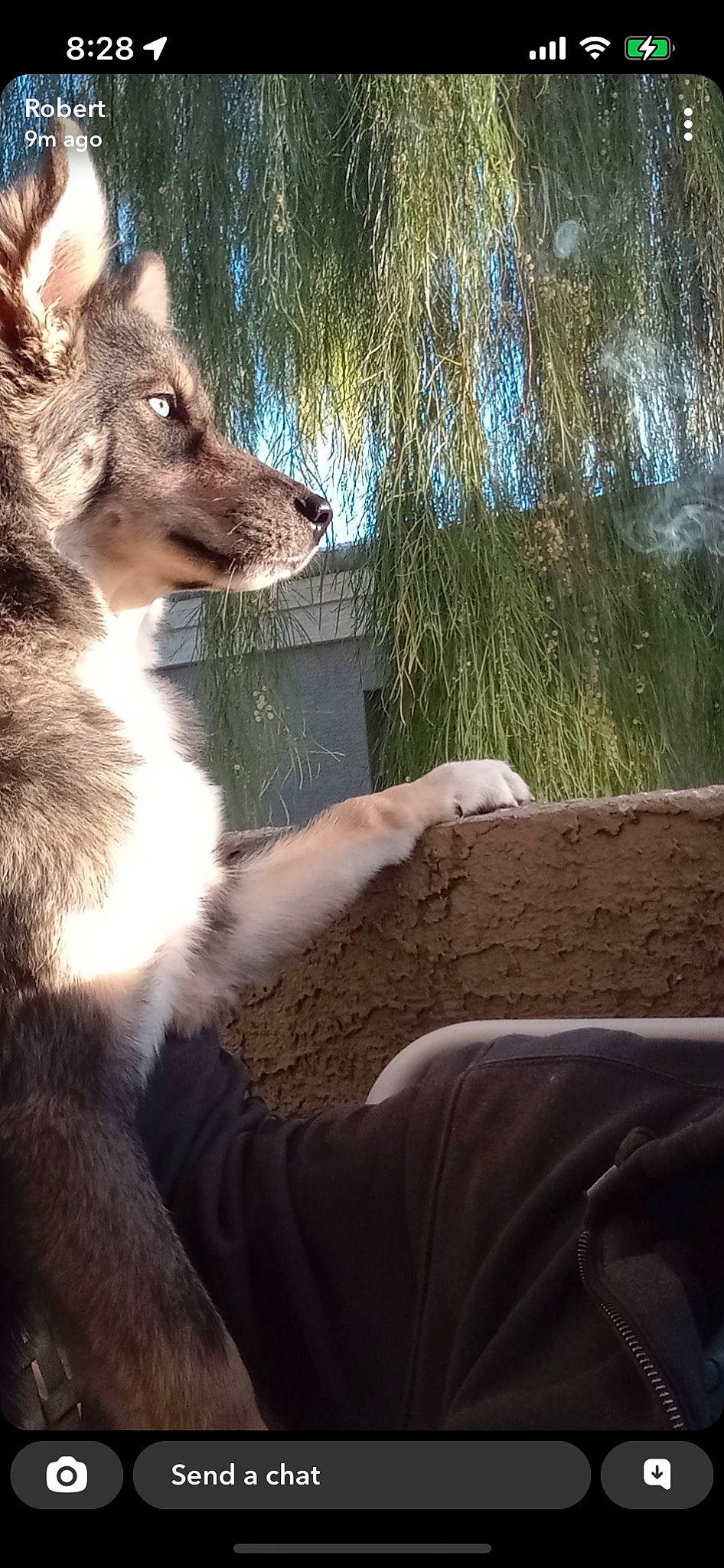 Bluey joined the competition — help win amazing prizes! canis, carnivore, companion_dog, dog, dog_breed, fawn, fur, grass, plant, soil, tail, terrestrial_animal, tree, vertebrate, whiskers, wildlife, winter, wolf, wood, working_dog