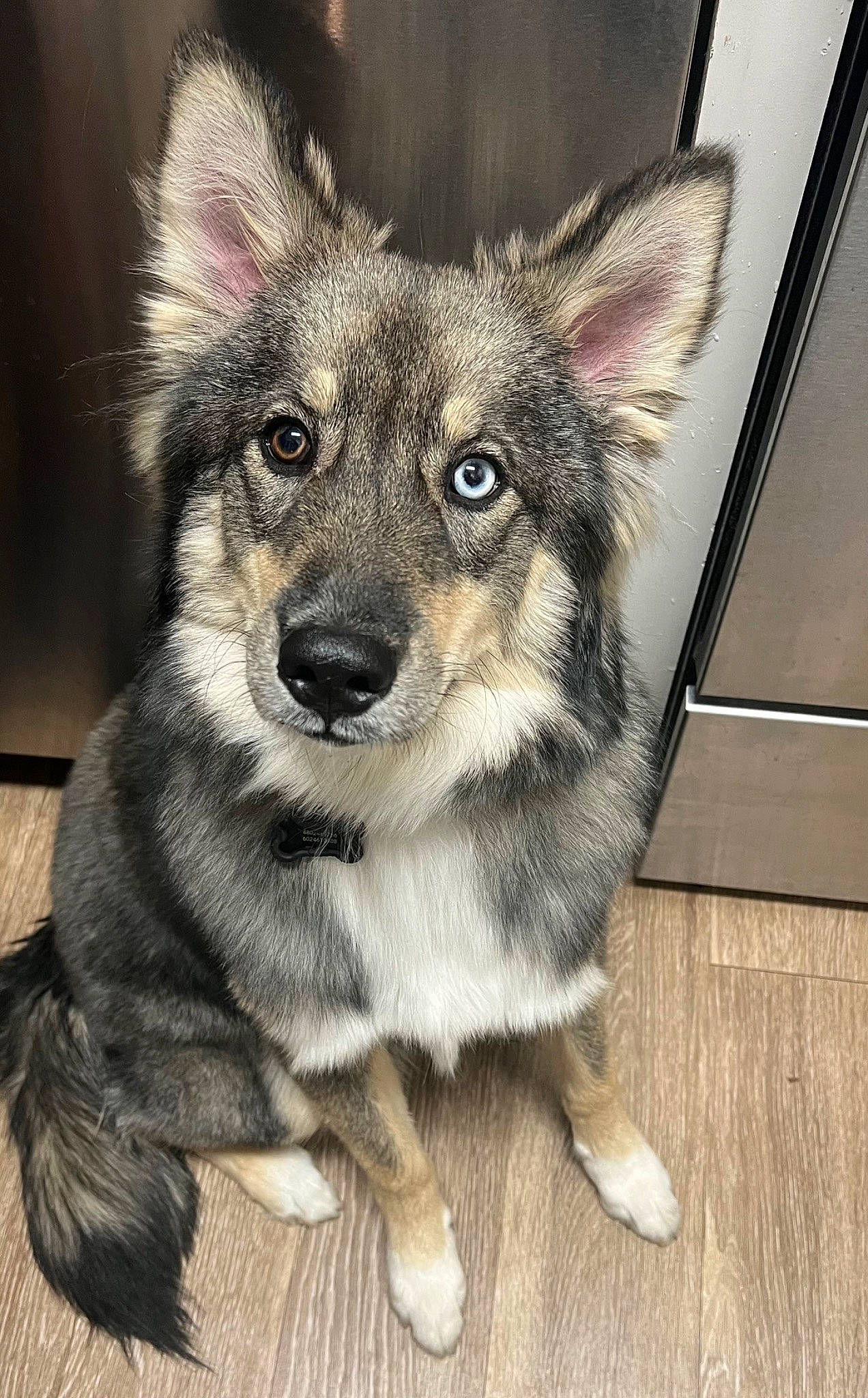 Bluey is registered to the contest to win money with this photo: ancient_dog_breeds, art, canidae, canis, carnivore, companion_dog, dog, dog_breed, east_european_shepherd, eye, fur, grey, hardwood, head, mirror, snout, sporting_group, terrestrial_animal, whiskers, working_dog