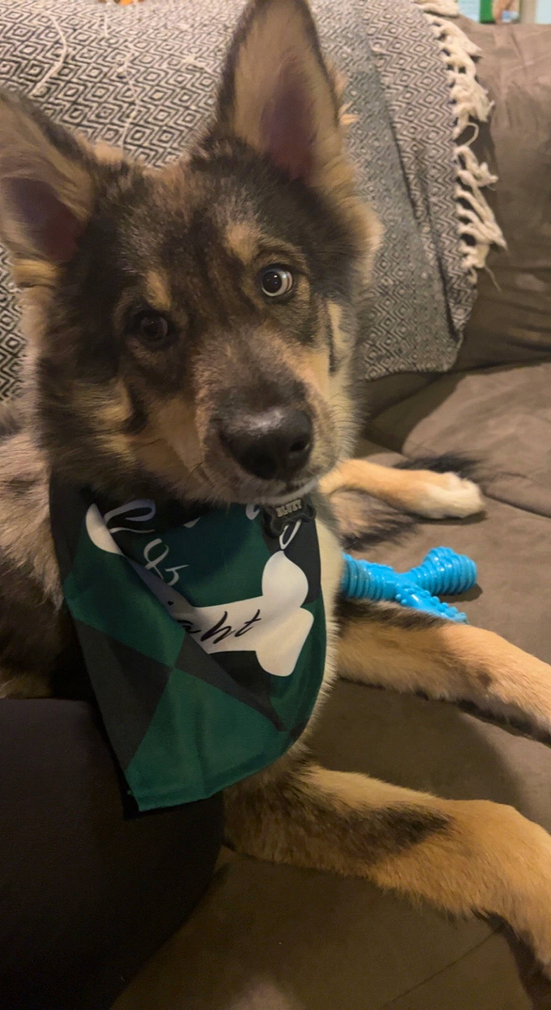 Bluey joined the competition — help win amazing prizes! canidae, canis, carnivore, comfort, companion_dog, dog, dog_breed, dog_supply, electric_blue, fawn, fur, herding_dog, linens, mammal, sitting, snout, sporting_group, terrestrial_animal, whiskers, working_animal