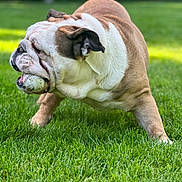 Hank joined the competition — help win amazing prizes! bulldog, dog, animal, pet, grass, outdoor, baseball, mouth, playing, focused, wrinkles, brown, white, fur, ears, nature, sunlight, park, leisure, active