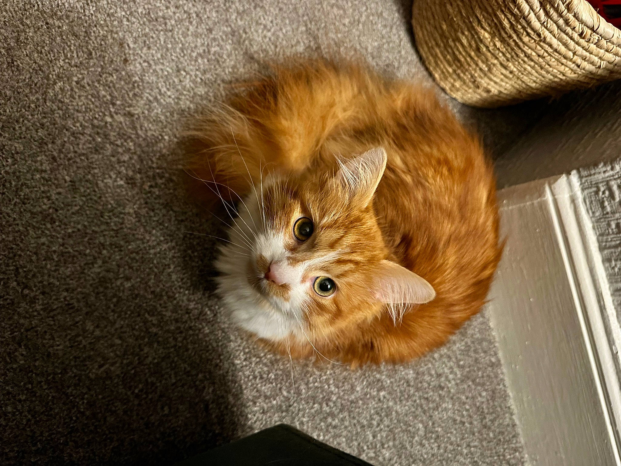 Gatsby joined the competition — help win amazing prizes! british_longhair, carnivore, cat, claw, comfort, companion_dog, domestic_short_haired_cat, fawn, felidae, flooring, fur, hardwood, liver, paw, small_to_medium_sized_cats, snout, tail, terrestrial_animal, whiskers, wood