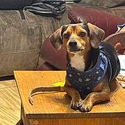 Weenie is registered to the contest to win money with this photo: dog, pet, small_dog, harness, paws, wooden_table, living_room, couch, cushion, indoor, portrait, looking_at_camera, brown_black_coat, ears, eyes, nose, calm, sitting, leash, furniture
