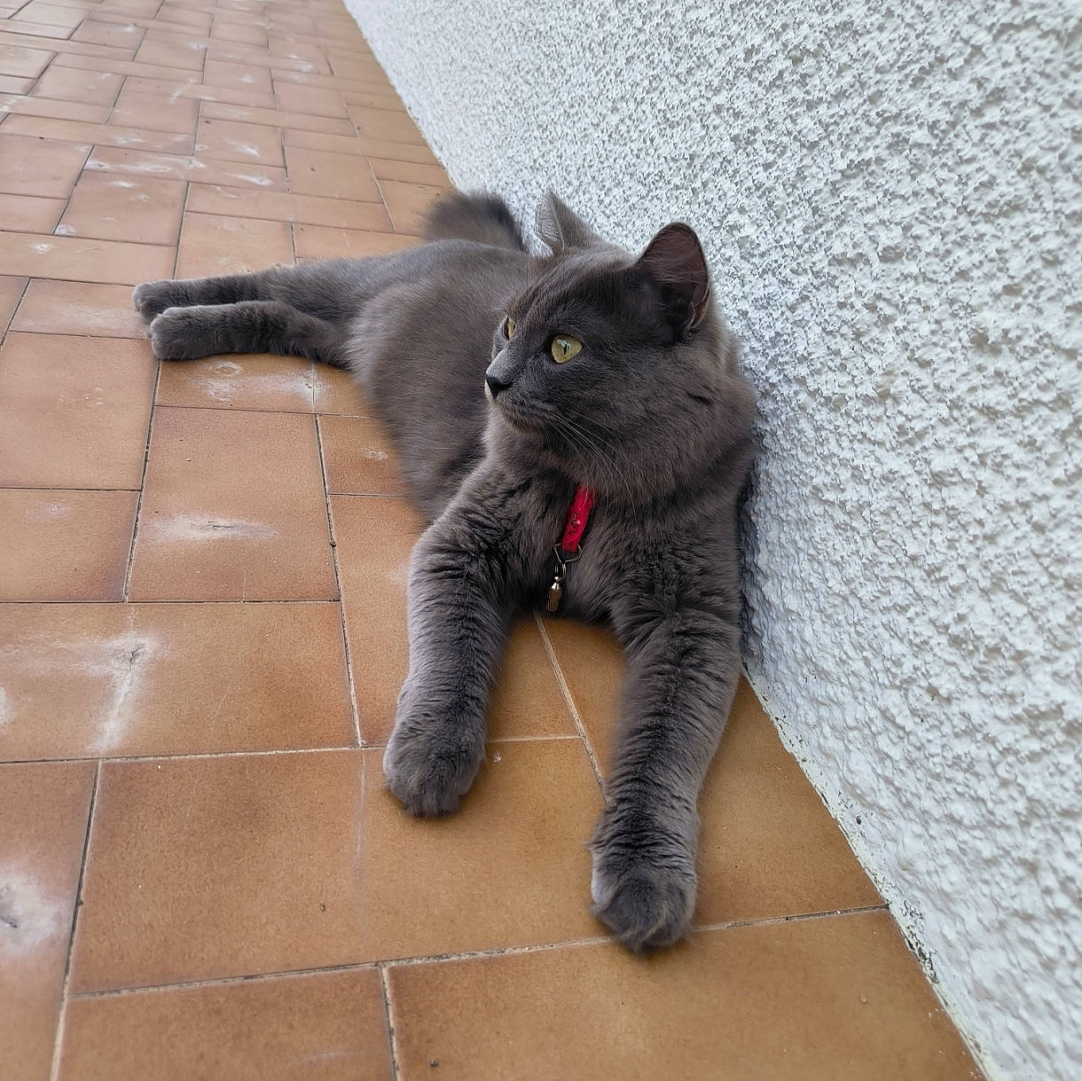 Taïwan participe au concours pour gagner de l'argent avec cette photo : black_cat, carnivore, cat, cat_toy, claw, comfort, domestic_short_haired_cat, felidae, flooring, foot, fur, grey, human_leg, paw, small_to_medium_sized_cats, snout, tail, terrestrial_animal, whiskers