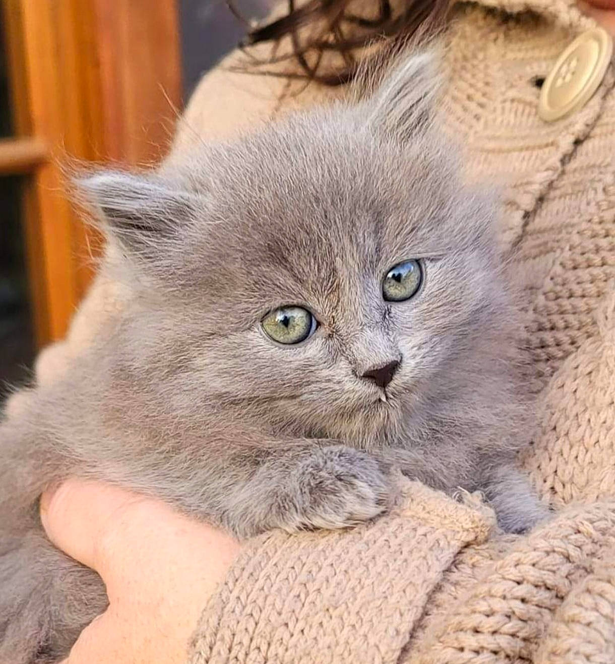 Taïwan a rejoint le concours — aidez-le/la à gagner de superbes lots ! carnivore, cat, claw, comfort, domestic_short_haired_cat, eye, fawn, felidae, fur, paw, small_to_medium_sized_cats, snout, terrestrial_animal, whiskers