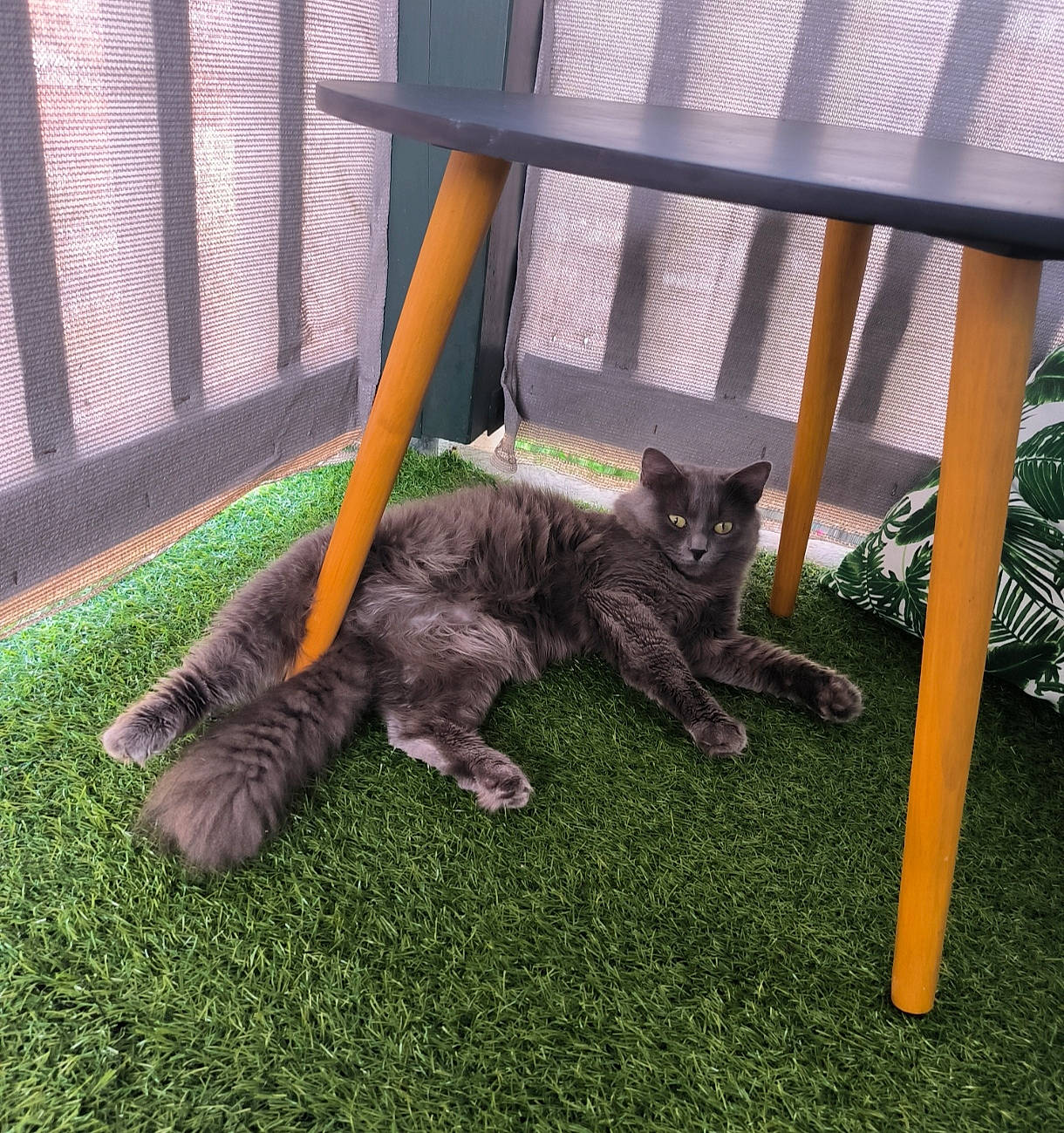 Taïwan participe au concours pour gagner de l'argent avec cette photo : black_cat, canidae, carnivore, cat, comfort, companion_dog, dog_breed, domestic_short_haired_cat, felidae, fur, grass, groundcover, mammal, plant, small_to_medium_sized_cats, soil, sporting_group, tail, whiskers