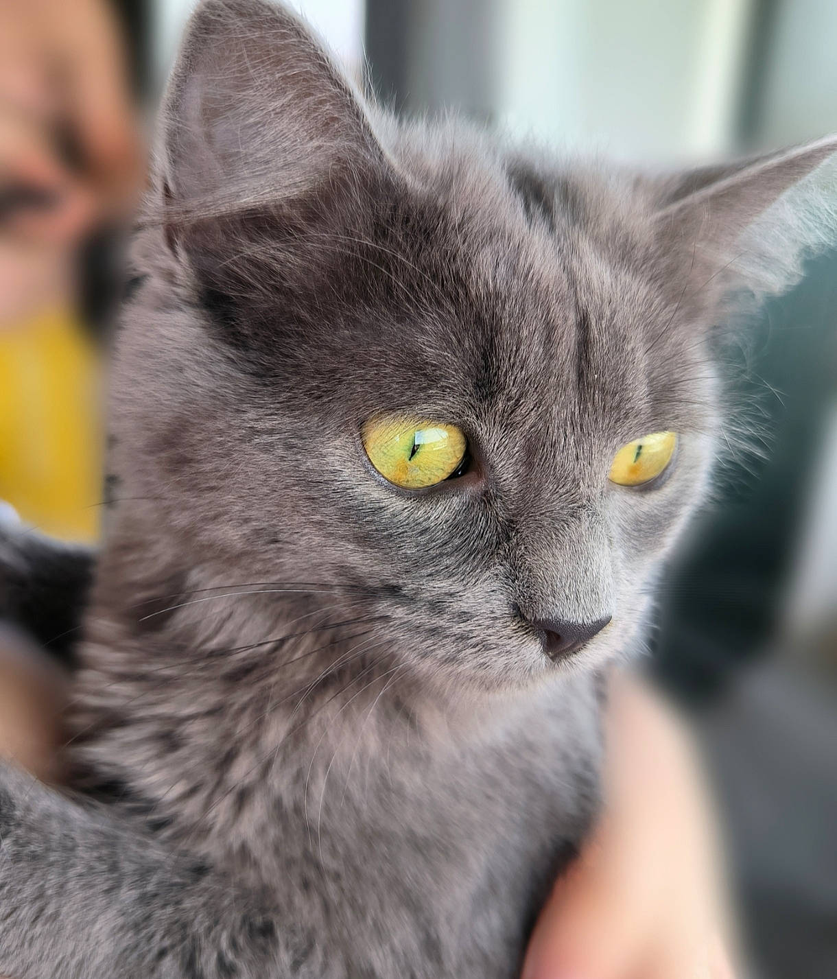 Taïwan a rejoint le concours — aidez-le/la à gagner de superbes lots ! carnivore, cat, domestic_short_haired_cat, felidae, fur, grey, russian_blue, small_to_medium_sized_cats, snout, terrestrial_animal, whiskers