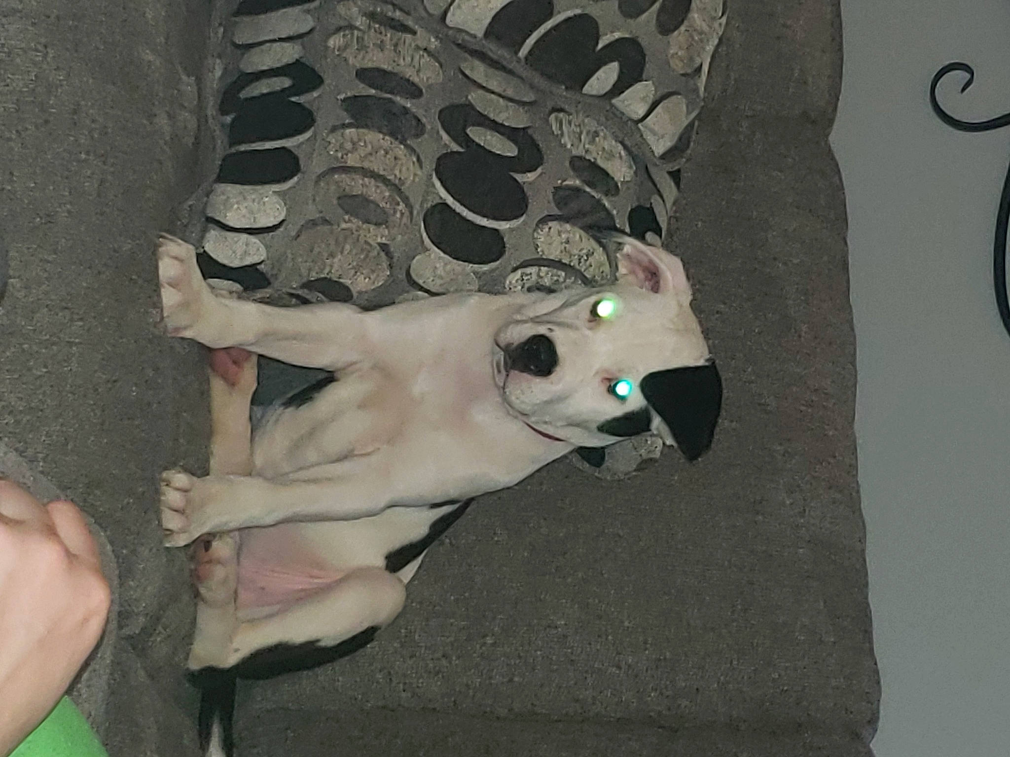 Gemma joined the competition — help win amazing prizes! art, carnivore, chest, companion_dog, dog, dog_breed, fashion_accessory, fawn, foot, fur, human_leg, knee, leash, snout, tail, thigh, toy, tree, trunk, visual_arts