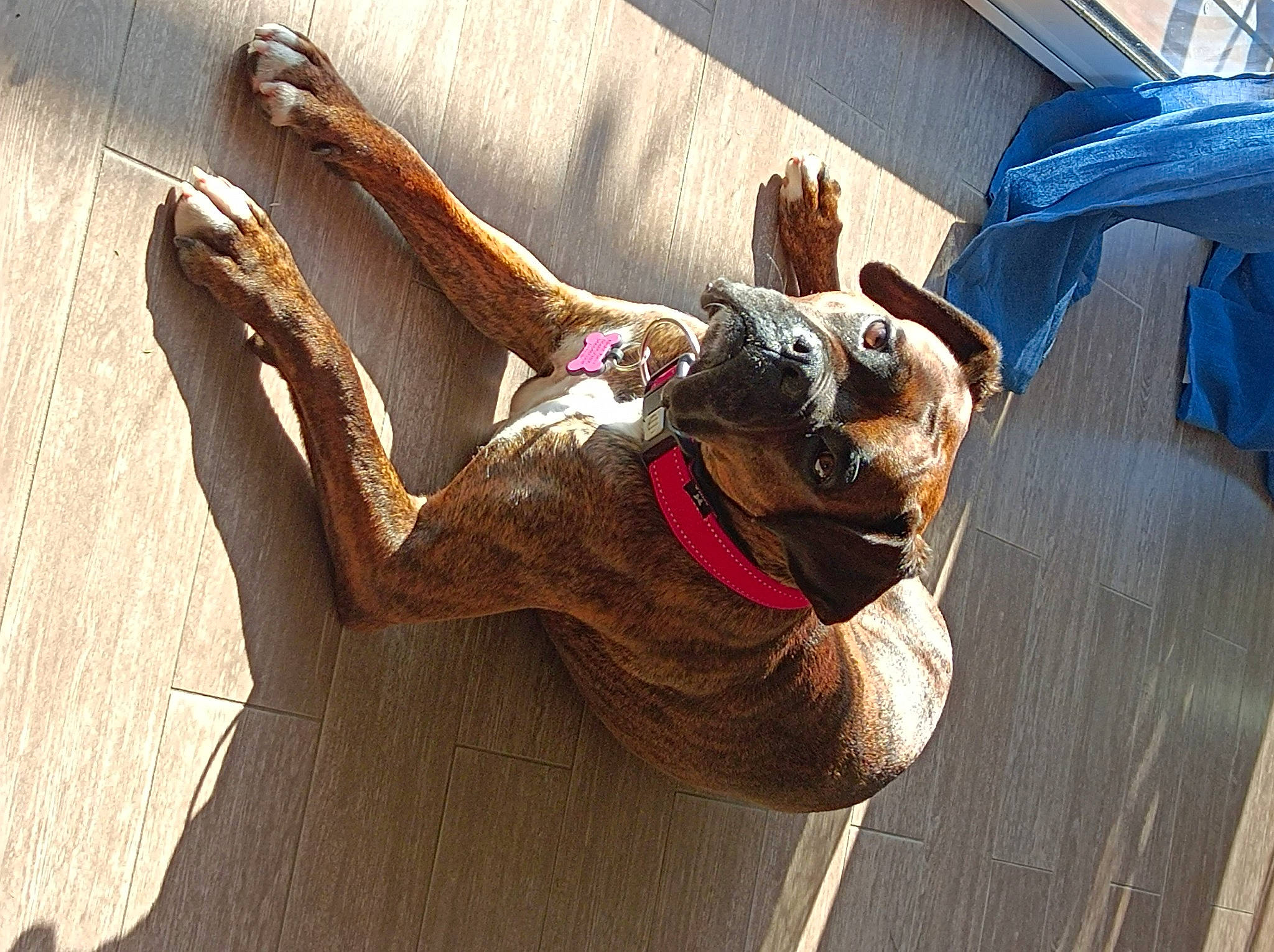 Night participe au concours pour gagner de l'argent avec cette photo : carnivore, collar, companion_dog, dog, dog_breed, dog_collar, fashion_accessory, fawn, felidae, flooring, foot, hardwood, human_leg, sandal, sculpture, small_to_medium_sized_cats, snout, tail, wood, working_animal