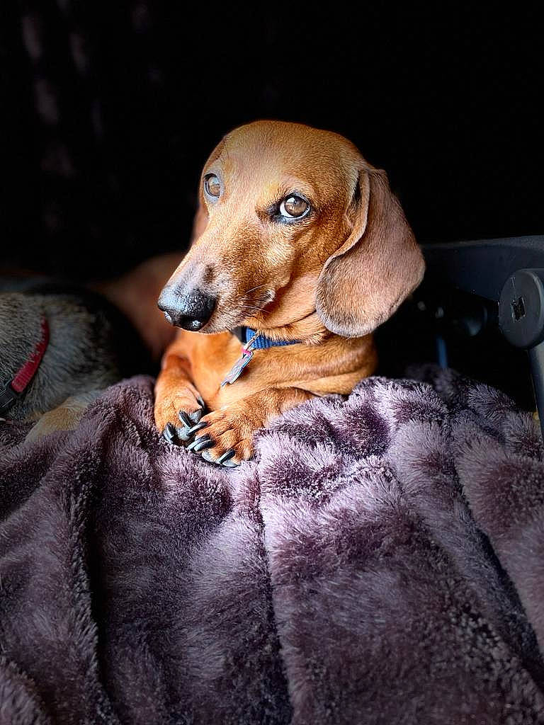 Iago participe au concours pour gagner de l'argent avec cette photo : brown, canidae, carnivore, comfort, companion_dog, dog, dog_breed, ear, fawn, hound, hunting_dog, liver, puppy, snout, sporting_group, terrestrial_animal, whiskers, wood, working_animal