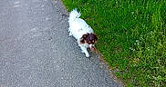 Sally participe au concours pour gagner de l'argent avec cette photo : dog, small_dog, fluffy, white_fur, brown_fur, outdoor, path, road, grass, greenery, nature, countryside, walking, standing, pet, animal, tongue_out, sunlight, portrait, photography