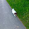 dog, small_dog, fluffy, white_fur, brown_fur, outdoor, path, road, grass, greenery, nature, countryside, walking, standing, pet, animal, tongue_out, sunlight, portrait, photography