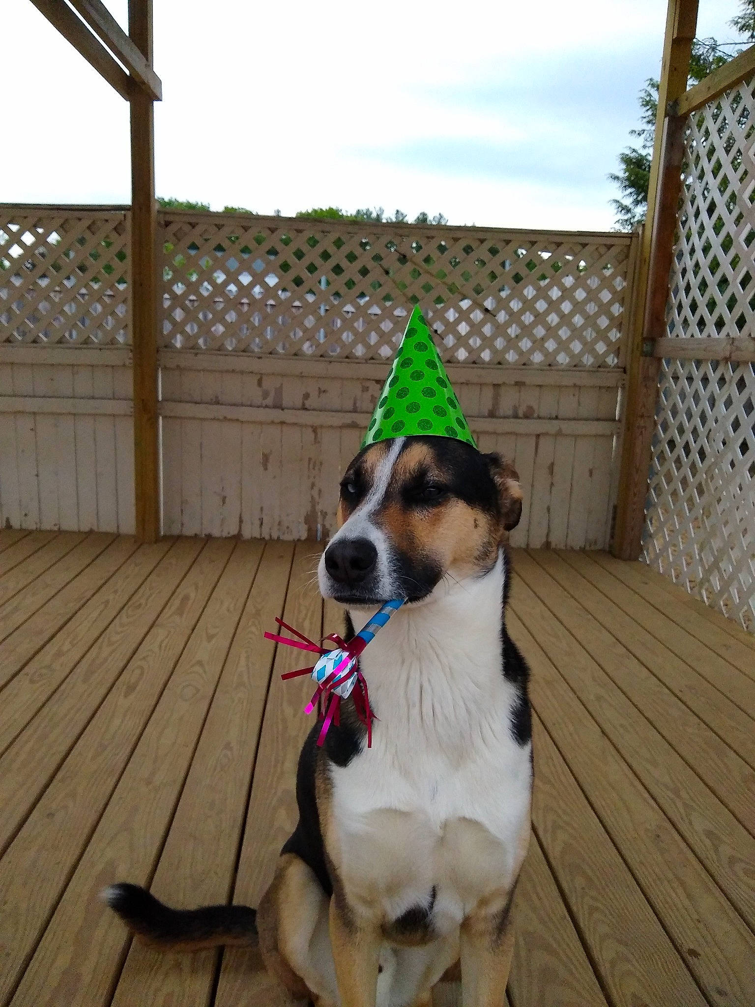 Gordon joined the competition — help win amazing prizes! canidae, carnivore, collar, danish_swedish_farmdog, dog, dog_breed, dog_collar, fawn, jack_russell_terrier, leash, mammal, rat_terrier, russell_terrier, snout, sporting_group, vertebrate