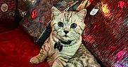 Seamus is registered to the contest to win money with this photo: cat, celebration, christmas_lights, christmas_tree, collar, cozy, cute, festive, holiday_decor, holiday_season, holiday_spirit, indoor, ornaments, pet, red_carpet, relaxed, silver_tabby, tag, wide_eyes, wrapped_gifts