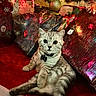 cat, celebration, christmas_lights, christmas_tree, collar, cozy, cute, festive, holiday_decor, holiday_season, holiday_spirit, indoor, ornaments, pet, red_carpet, relaxed, silver_tabby, tag, wide_eyes, wrapped_gifts