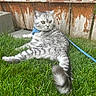 Seamus joined the competition — help win amazing prizes! alert, animal, cat, curious, daylight, fence, fur, grass, green, harness, leash, nature, outdoor, pet, playful, resting, silver_tabby, tail, texture, wood