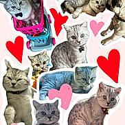 Seamus is registered to the contest to win money with this photo: adorable, animal, bow_tie, canine, cat, cats, collage, cute, dog, feline, gray_tabby, heart, hearts, pet, pets, pink_background, playful, pug, toy_cart, white_border