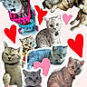 adorable, animal, bow_tie, canine, cat, cats, collage, cute, dog, feline, gray_tabby, heart, hearts, pet, pets, pink_background, playful, pug, toy_cart, white_border