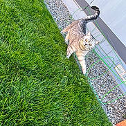 Seamus joined the competition — help win amazing prizes! cat, tabby, grass, lawn, outdoor, pet, animal, amber_eyes, curious, walking, garden, gravel, metal_supports, house_wall, daylight, fur, whiskers, tail, nature, backyard