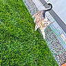 cat, tabby, grass, lawn, outdoor, pet, animal, amber_eyes, curious, walking, garden, gravel, metal_supports, house_wall, daylight, fur, whiskers, tail, nature, backyard
