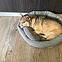 Luce participe au concours pour gagner de l'argent avec cette photo : dog, sleeping, pet_bed, indoor, wood_floor, resting, cozy, brown_dog, medium_size_dog, quiet, relaxation, domestic_animal, home, fur, ears, snout, paw, calm, peaceful, animal