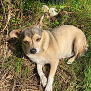 Luce a rejoint le concours — aidez-le/la à gagner de superbes lots ! dog, animal, pet, grass, sunlight, outdoor, nature, sleepy, fur, canine, small_dog, relaxing, leaf, plant, daylight, closeup, mammal, resting, mixed_fur, quiet