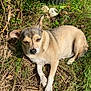 dog, animal, pet, grass, sunlight, outdoor, nature, sleepy, fur, canine, small_dog, relaxing, leaf, plant, daylight, closeup, mammal, resting, mixed_fur, quiet