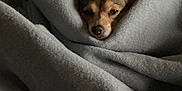 Luce participe au concours pour gagner de l'argent avec cette photo : dog, blanket, cozy, wrapped, resting, indoor, pet, sleepy, soft, snug, brown_dog, fur, ears, small_dog, comfort, home, relaxing, couch, warm, nap