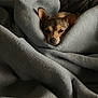 dog, blanket, cozy, wrapped, resting, indoor, pet, sleepy, soft, snug, brown_dog, fur, ears, small_dog, comfort, home, relaxing, couch, warm, nap