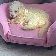 Jota joined the competition — help win amazing prizes! animal, cozy, curly_fur, curly_hair, cute, dog, flooring, furniture, home, indoors, light, living_room, pet, pink_couch, puppy, relaxed, resting, small_dog, soft_texture, white_dog