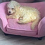 animal, cozy, curly_fur, curly_hair, cute, dog, flooring, furniture, home, indoors, light, living_room, pet, pink_couch, puppy, relaxed, resting, small_dog, soft_texture, white_dog