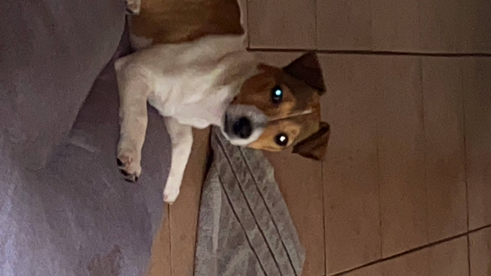 Toupie a rejoint le concours — aidez-le/la à gagner de superbes lots ! canidae, carnivore, companion_dog, dog, dog_breed, dog_supply, door, fawn, flooring, fur, grey, hardwood, pet_supply, snout, sporting_group, tail, toy_dog, whiskers, wood, working_animal